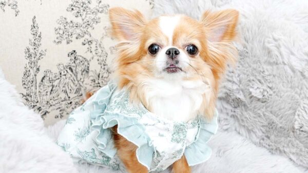 体験②ワンピース